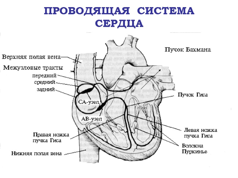 ПРОВОДЯЩАЯ  СИСТЕМА  СЕРДЦА